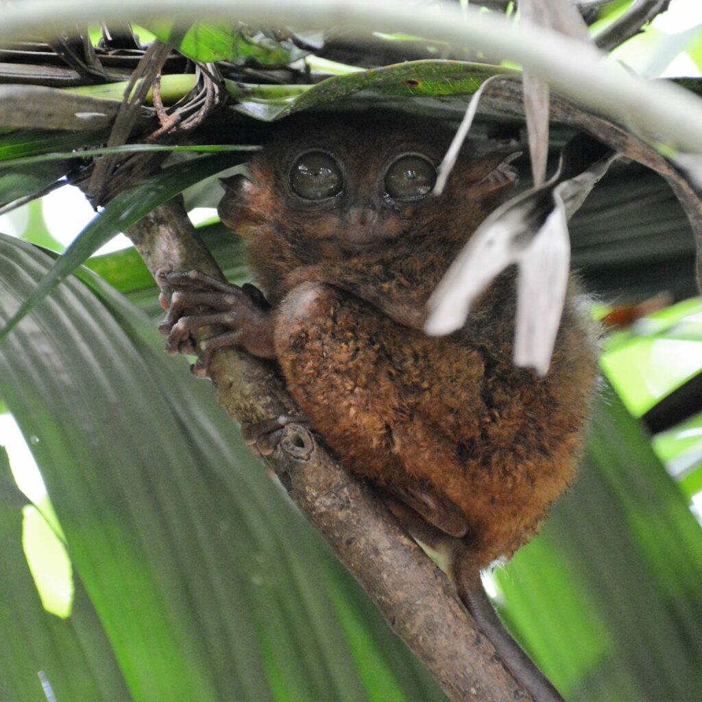 Tarsier Conservation Area (Bohol, Philippines) | Choose Your Adventure