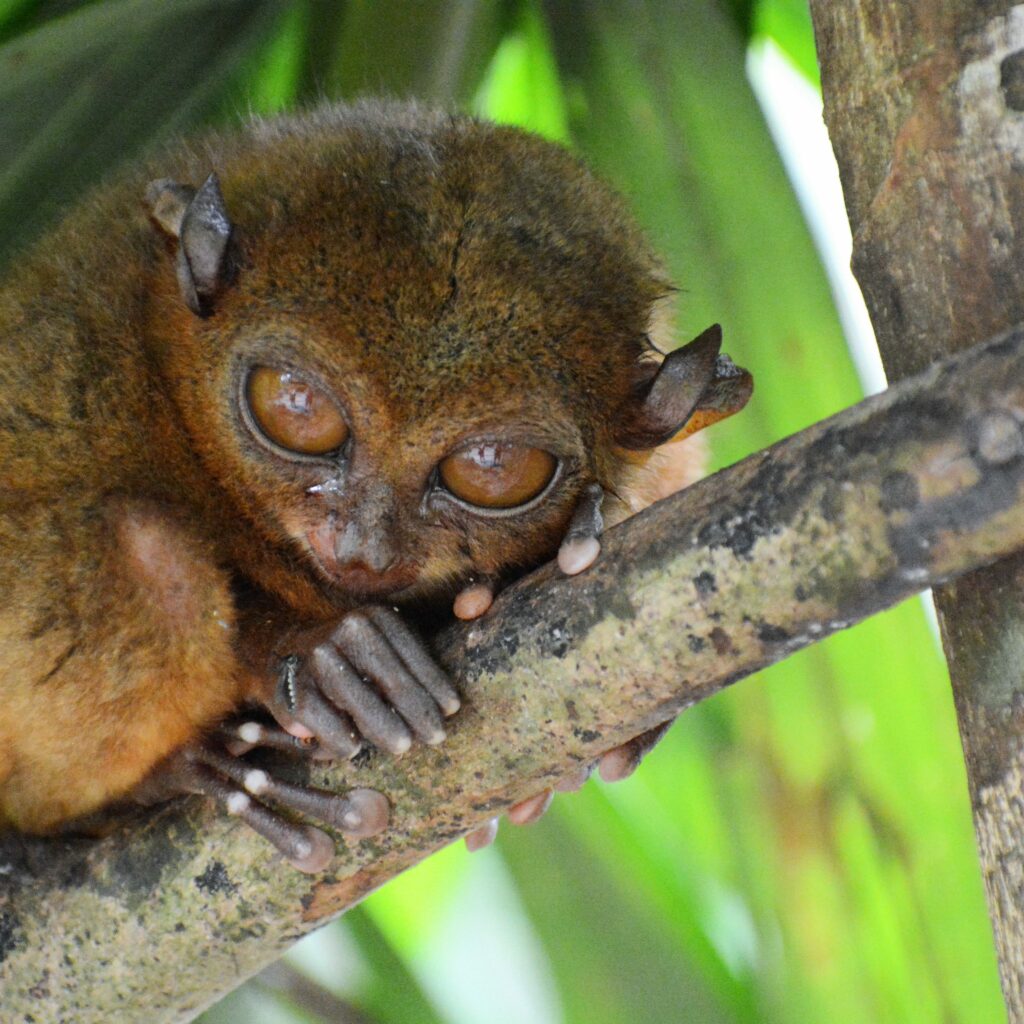 Tarsier Conservation Area (Bohol, Philippines) | Choose Your Adventure