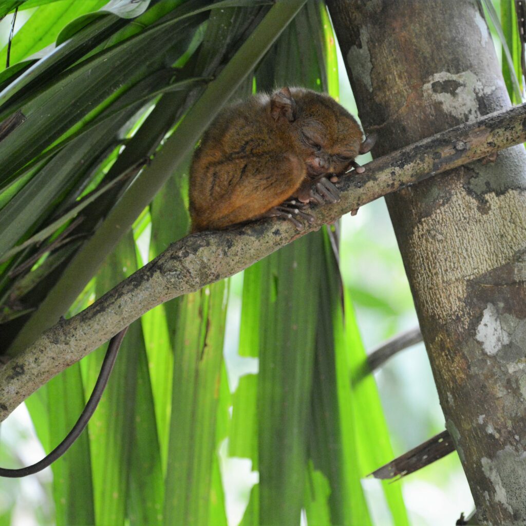 Tarsier Conservation Area (Bohol, Philippines) | Choose Your Adventure